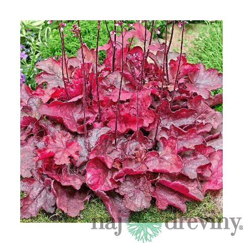 Heuchera Fire Chief, výška 15/25 cm, v črepníku Heuchera Fire Chief
