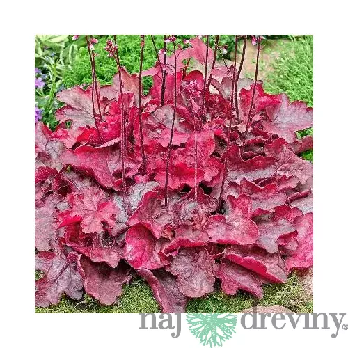 Heuchera Fire Chief, výška 15/25 cm, v črepníku Heuchera Fire Chief