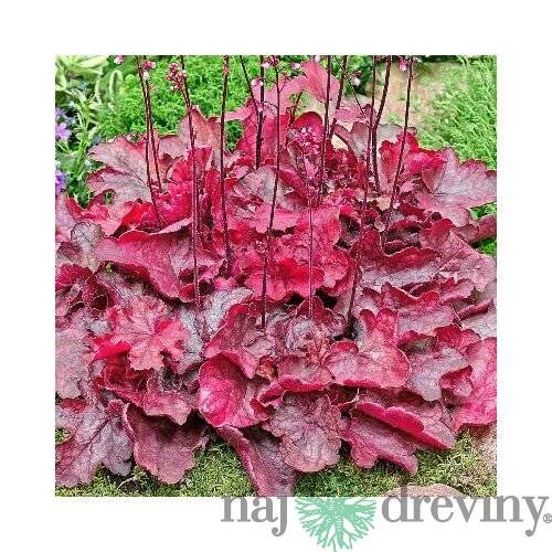 Heuchera Fire Chief, výška 15/25 cm, v črepníku Heuchera Fire Chief
