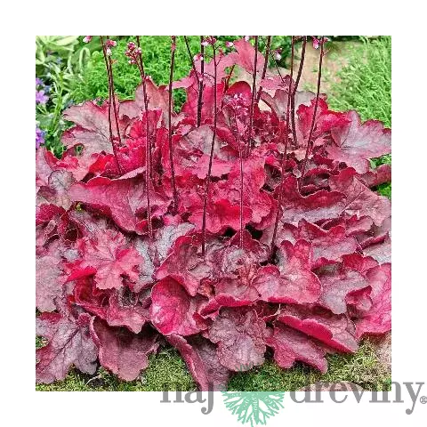 Heuchera Fire Chief, výška 15/25 cm, v črepníku Heuchera Fire Chief