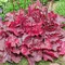 Heuchera Fire Chief, výška 15/25 cm, v črepníku Heuchera Fire Chief