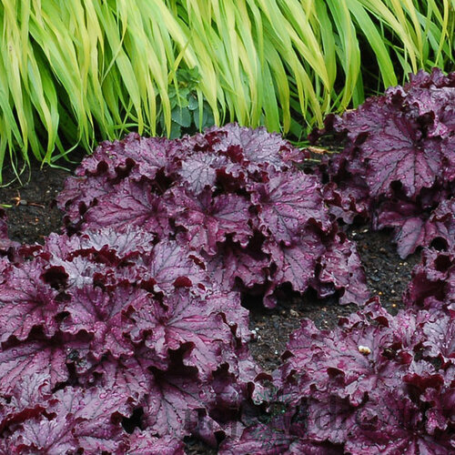 Heuchera Forever Purple, v črepníku Heuchera Forever Purple