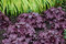 Heuchera Forever Purple, v črepníku Heuchera Forever Purple