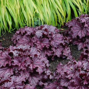 Heuchera Forever Purple, v črepníku Heuchera Forever Purple