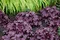 Heuchera Forever Purple, v črepníku Heuchera Forever Purple