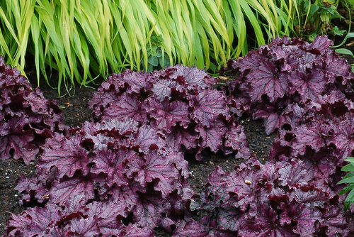 Heuchera Forever Purple, v črepníku Heuchera Forever Purple