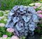 Heuchera Glitter, výška 15/25 cm, v črepníku Heuchera Glitter