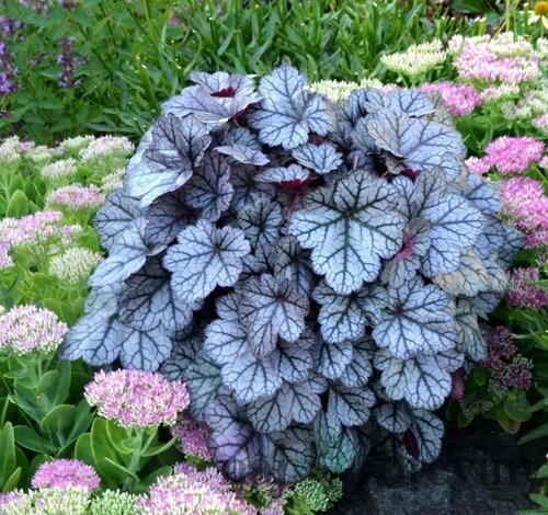 Heuchera Glitter, výška 15/25 cm, v črepníku Heuchera Glitter