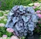 Heuchera Glitter, výška 15/25 cm, v črepníku Heuchera Glitter