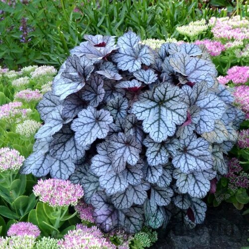 Heuchera Glitter, výška 15/25 cm, v črepníku Heuchera Glitter