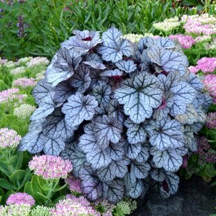 Heuchera Glitter, výška 15/25 cm, v črepníku Heuchera Glitter