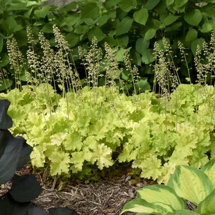 Heuchera LIME MARMALADE, v črepníku Heuchera LIMEBERRY