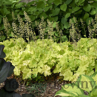 Heuchera LIME MARMALADE, v črepníku Heuchera LIMEBERRY