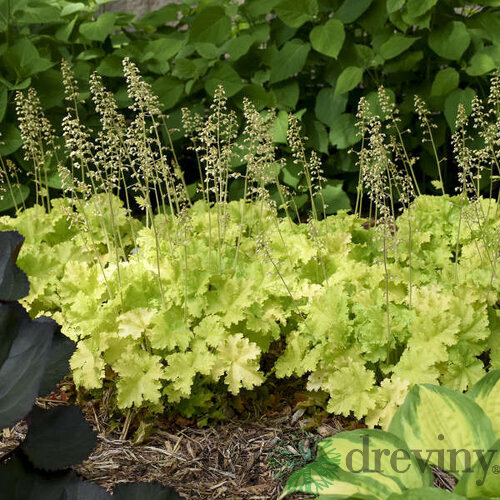 Heuchera LIME MARMALADE, v črepníku Heuchera LIMEBERRY