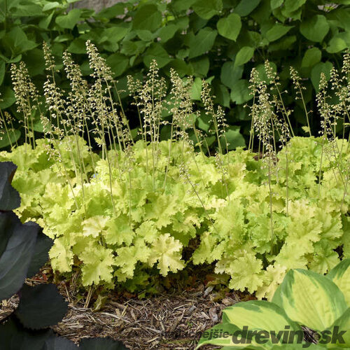 Heuchera LIME MARMALADE, v črepníku Heuchera LIMEBERRY