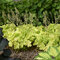 Heuchera LIME MARMALADE, v črepníku Heuchera LIMEBERRY