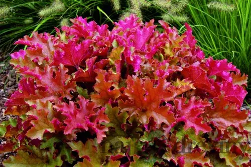 Heuchera MARMALADE, v črepníku Heuchera Marmalade