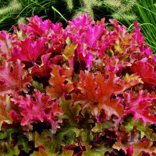 Heuchera MARMALADE, v črepníku Heuchera Marmalade