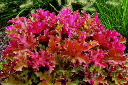 Heuchera MARMALADE, v črepníku Heuchera Marmalade