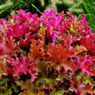 Heuchera MARMALADE, v črepníku Heuchera Marmalade