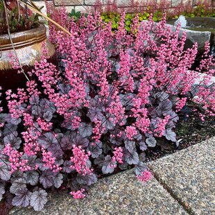 Heuchera “Milan” v črepníku 2L 15/25cm Heuchera Milan