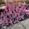 Heuchera “Milan” v črepníku 2L 15/25cm Heuchera Milan