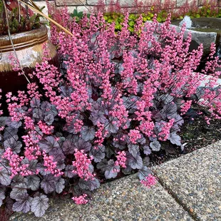 Heuchera “Milan” v črepníku 2L 15/25cm Heuchera Milan
