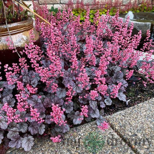 Heuchera “Milan” v črepníku 2L 15/25cm Heuchera Milan