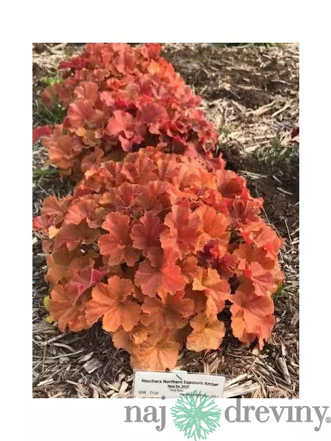 Heuchera NORTHERN EXPOSURE AMBER, výška 15/25 cm, v črepníku Heuchera NORTHERN EXPOSURE AMBER