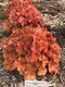 Heuchera NORTHERN EXPOSURE AMBER, výška 15/25 cm, v črepníku Heuchera NORTHERN EXPOSURE AMBER