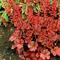 Heuchera Paprika, výška 15/25 cm, v črepníku Heuchera Paprika