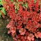 Heuchera Paprika, výška 15/25 cm, v črepníku Heuchera Paprika