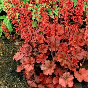 Heuchera Paprika, výška 15/25 cm, v črepníku Heuchera Paprika