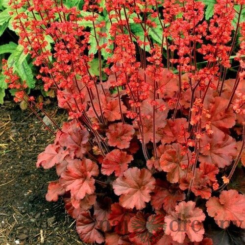 Heuchera Paprika, výška 15/25 cm, v črepníku Heuchera Paprika