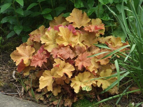 Heuchera RIO, v črepníku 1,5l Heuchera Rio