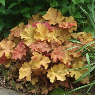 Heuchera RIO, v črepníku 1,5l Heuchera Rio
