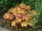 Heuchera RIO, v črepníku 1,5l Heuchera Rio