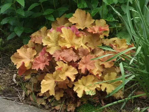 Heuchera RIO, v črepníku 1,5l Heuchera Rio