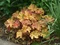 Heuchera RIO, v črepníku 1,5l Heuchera Rio