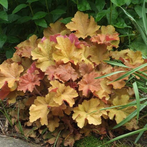 Heuchera RIO, v črepníku 1,5l Heuchera Rio