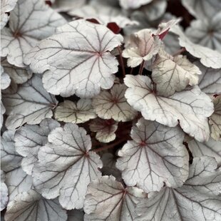 Heuchera SILVERBERRY, v črepníku Heuchera SILVERBERRY