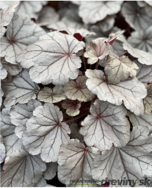 Heuchera SILVERBERRY, v črepníku Heuchera SILVERBERRY