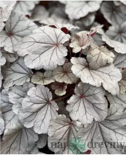 Heuchera SILVERBERRY, v črepníku Heuchera SILVERBERRY