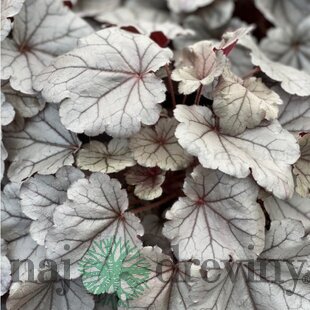 Heuchera SILVERBERRY, v črepníku Heuchera SILVERBERRY