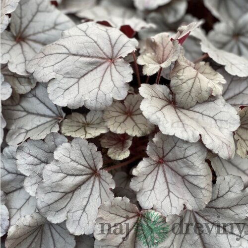 Heuchera SILVERBERRY, v črepníku Heuchera SILVERBERRY