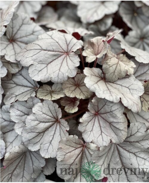 Heuchera SILVERBERRY, v črepníku Heuchera SILVERBERRY