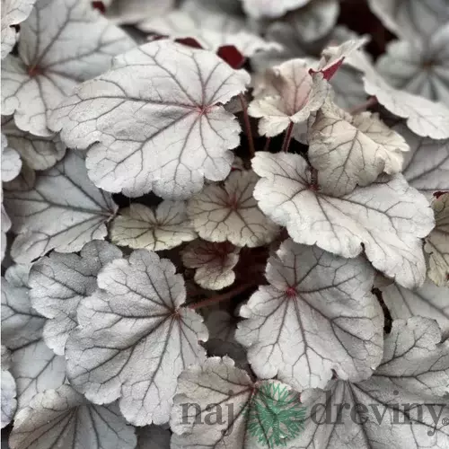 Heuchera SILVERBERRY, v črepníku Heuchera SILVERBERRY