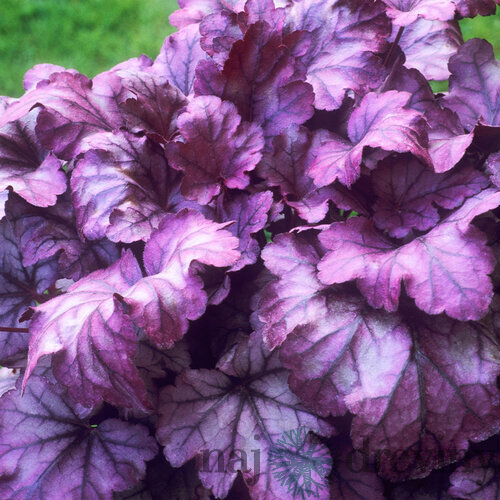 Heuchera “Wild Rose” v črepníku 2L 15/25cm Heuchera Wild Rose