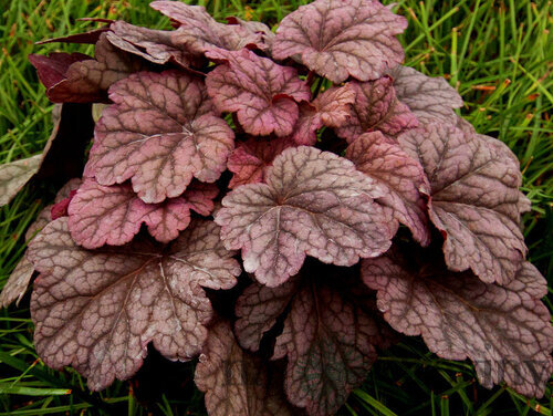 Heuchera World Cafe Shak, v črepníku Heuchera World Cafe Shak