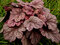 Heuchera World Cafe Shak, v črepníku Heuchera World Cafe Shak